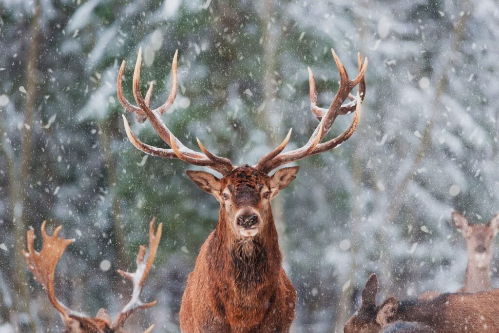 Un cerf majestueux sous la neige, qui reprend les rênes de sa vie.