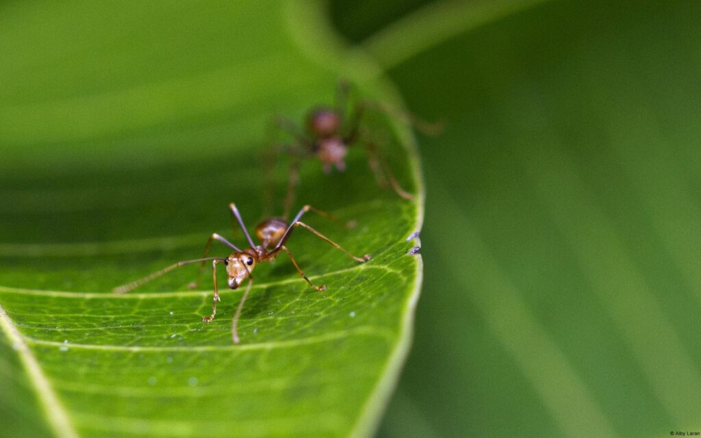 Les insectes sont-ils une bonne idée pour commencer un rééquilibrage alimentaire autrement ?