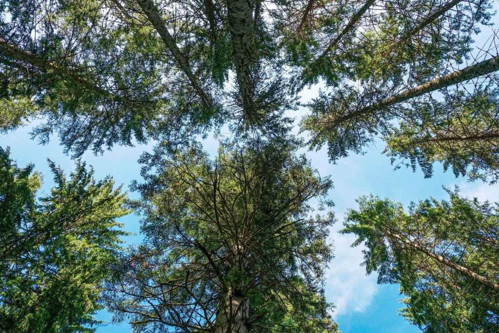 La caméra tournée vers le sommet de sapin douglas en communication télépathique.