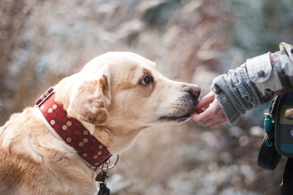 Un Chien labrador sentant la main de son référant. Un parfait guide comme cet univers synchronisé !