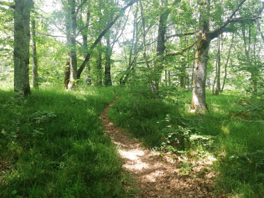 La forêt enchantée de Vic sur Cère idéal pour réfléchir les projets à venir, à presque 1 000 m d'altitude.
